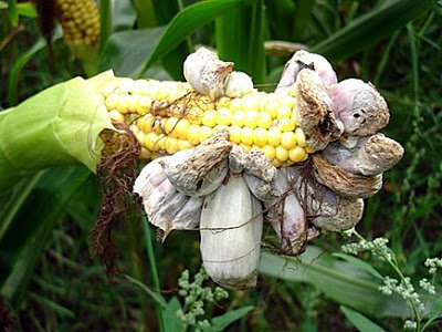 Edible corn smut Cuitlacoche is in high demand in USA