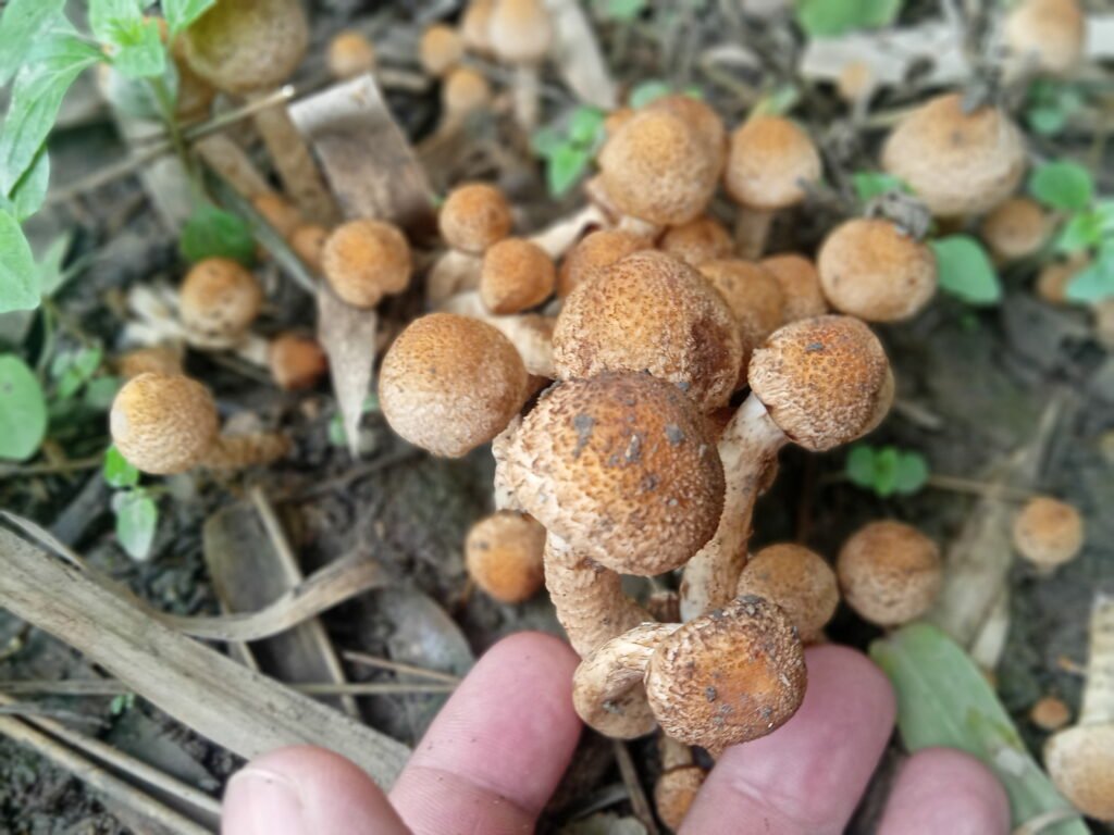 Edible mushroom must be identified from the poisonous ones for health safety