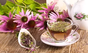 How to make Echinacea tea for a healthy life