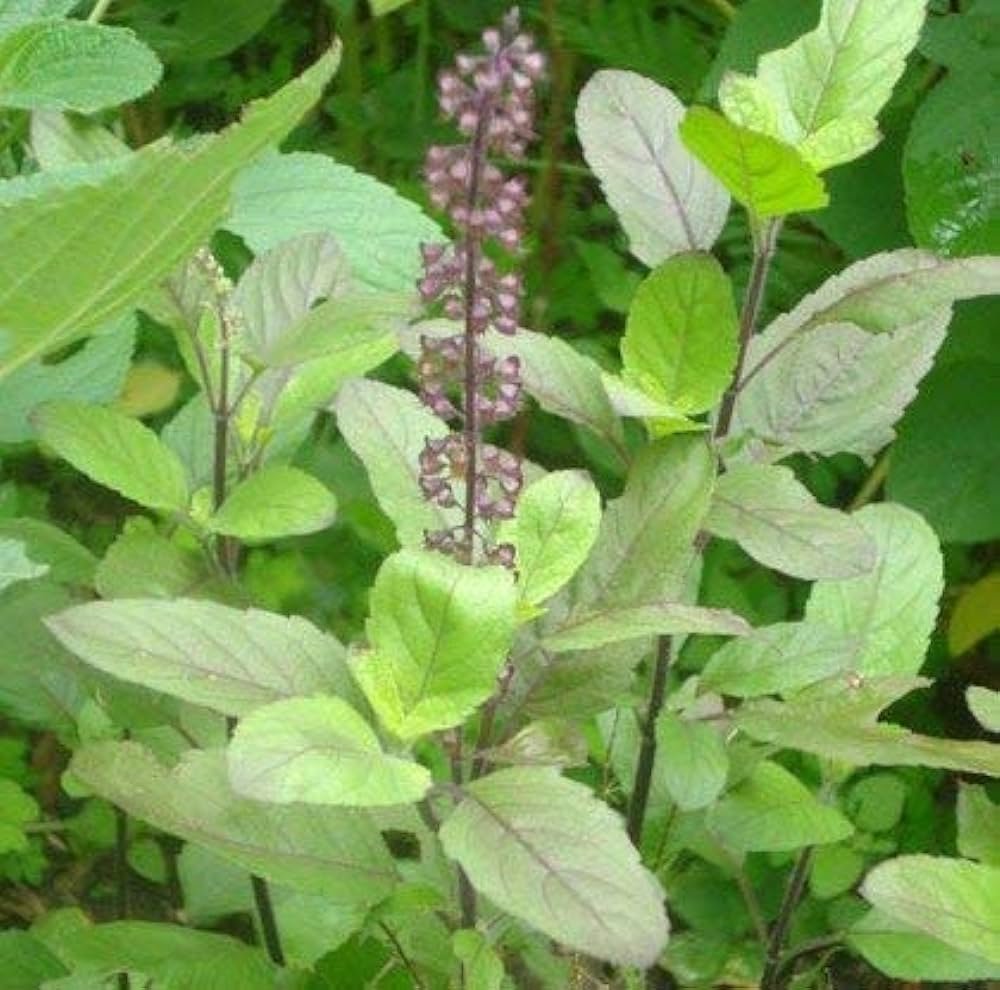 Tulsi is good for healthy gums and teeth.